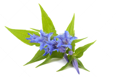 龙胆属植物,石生风铃草,水平画幅,无人,蓝色,野生植物,仅一朵花,野花,野风信子,植物茎