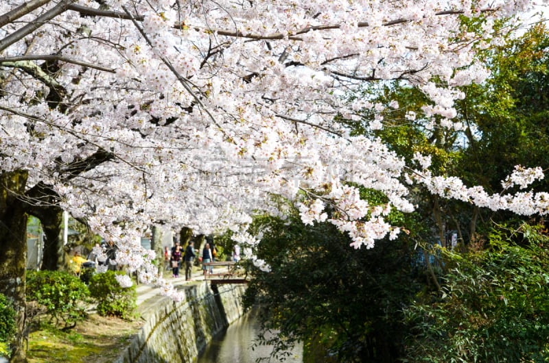 樱花,京都市,哲学之道,日本,天空,水平画幅,无人,运河,户外,著名景点