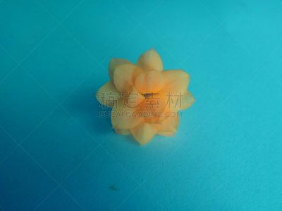 高凉菜属,自然,美,水平画幅,无人,景天科,圣诞树,熟的,室内植物