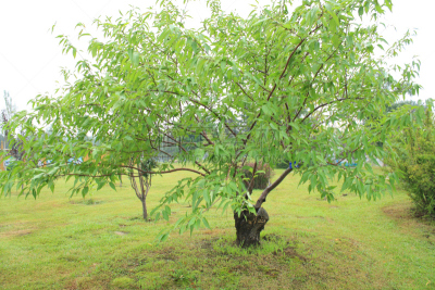 公园,营养阶段,树冠,天空,美,水平画幅,枝繁叶茂,草坪,夏天,偏远的