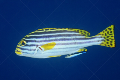 鸡仔鱼,鱼类,清洁工,oriental sweetlips,濑鱼的清洁鱼,濑鱼,水平画幅,巴厘岛,蓝色,水下