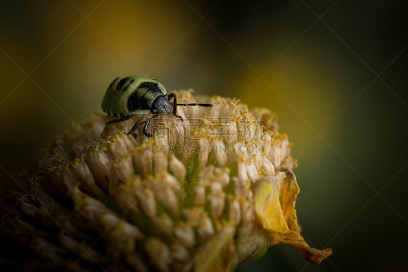 花头,鹭管鱼,绿色,green shield bug,heteroptera,无脊椎动物,水平画幅,无人,2015年,大特写