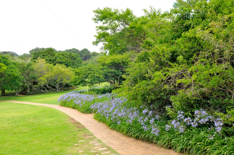 非洲百合,小路,尔斯滕博什植物园,开普敦,水平画幅,无人,草坪,户外,草,特有物种