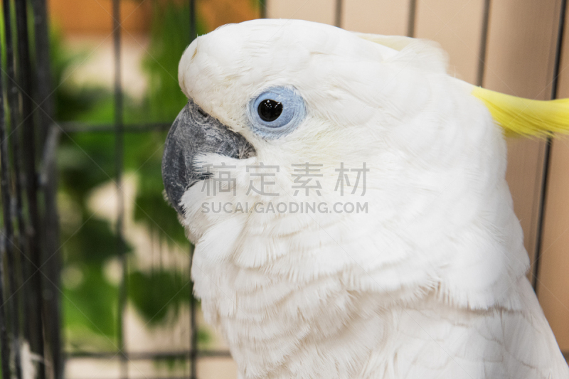 鹦鹉,白色,巨大的,粉红凤头鹦鹉,parrot's beak海里康属植物,硫磺色冠凤头鹦鹉,边锋队员,美冠鹦鹉,长尾鹦鹉,动物的冠