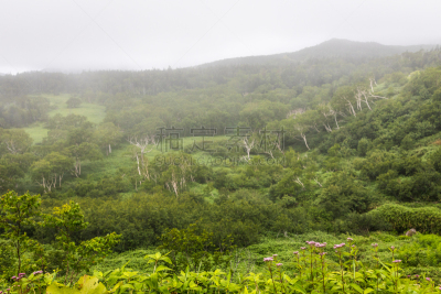 山,风景,雾,目梨郡,知床半岛,桤树,北海道,八月,白桦,美