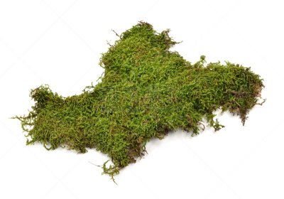 苔藓,绿色,白色背景,自然,式样,水平画幅,小的,根部,无人,泥土