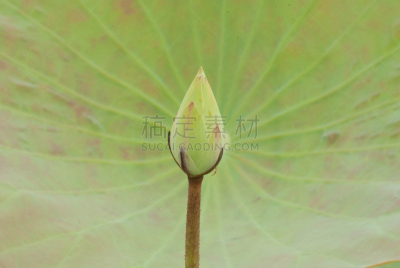 花蕾,背景,莲花,绿色,运动模糊,公亩,肉垂水雉,荆棘,水
