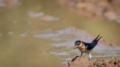 鸟类,家燕,以色列,分离着色,水,褐色,水平画幅,无人,野外动物,户外