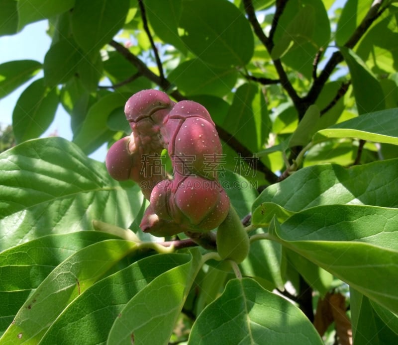 植物,大特写,热带气候,水平画幅,无人,夏天,特写,枝,植物学,灌木