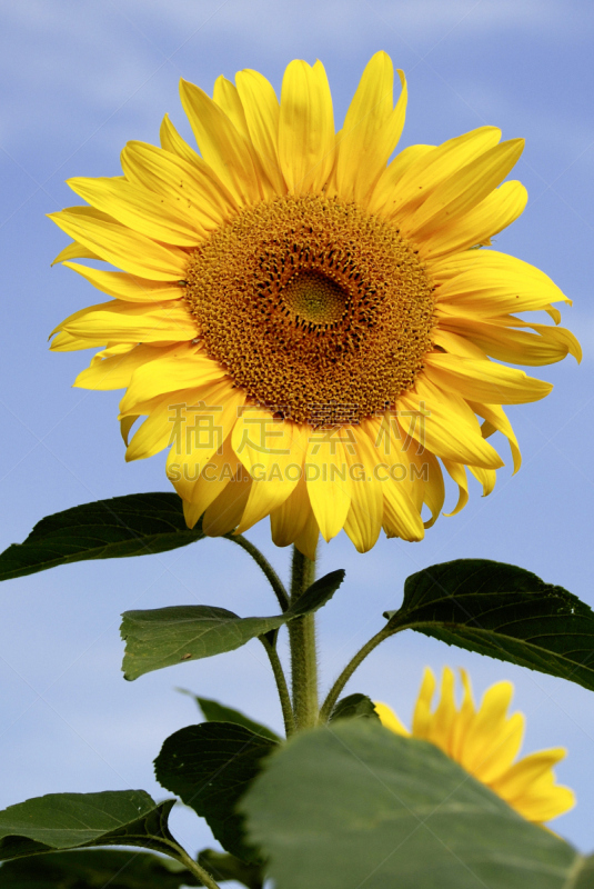 common sunflower,向日葵,垂直画幅,天空,无人,蓝色,黄色,雏菊族,2015年,球洞区