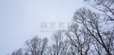 枝,冬天,秃树,叶子,寒冷,曙暮光,死的,一个人,环境,黄昏