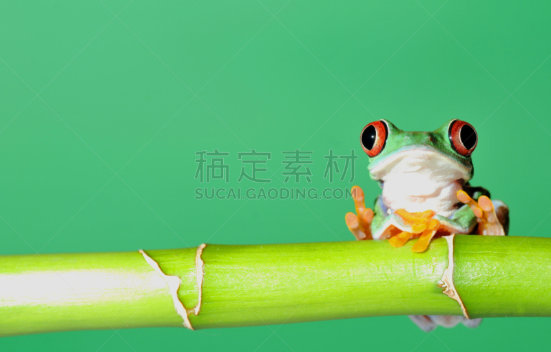 红眼树蛙,自然,水平画幅,无人,色彩鲜艳,青蛙,特写,自然美,哥斯达黎加,摄影