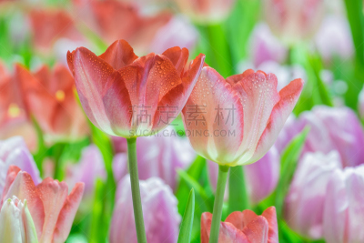 园林,粉色,郁金香,红色,自然美,前景聚焦,美,水平画幅,夏天,特写