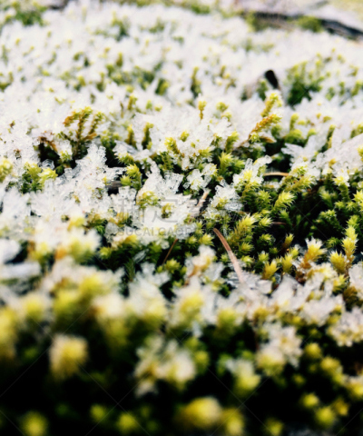 苔藓,冻结的,自然,垂直画幅,寒冷,绿色,无人,户外,冰,霜