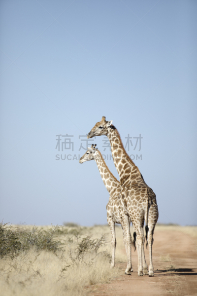 长颈鹿,蓝色,塔,反差,天空,濒危物种,旅途,达马拉兰,有蹄哺乳动物,野生动物