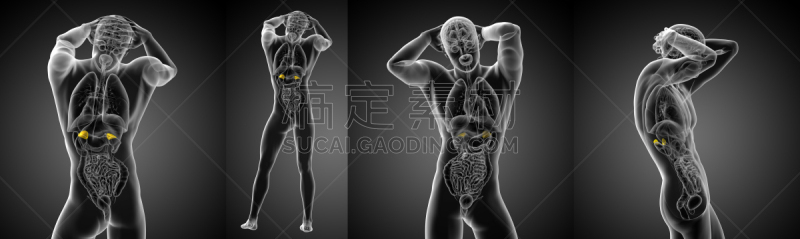 健康保健,三维图形,绘画插图,人,束状带,肾上腺,髓鞘,内分泌系统,类固醇,身体受伤