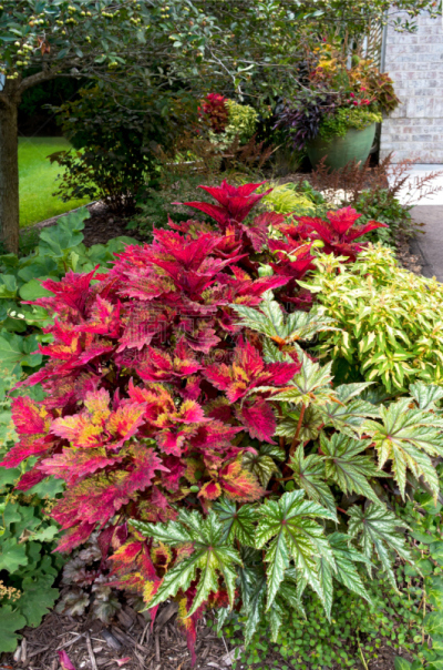 矾根属植物,后院,植物群,垂直画幅,温带的花,植物属性,枝繁叶茂,无人,园艺,户外