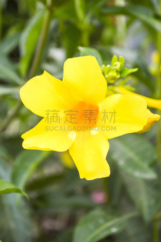 黄色,垂直画幅,无人,紫薇属的植物,软枝黄蝉,户外,自然美,植物,2015年,花坛