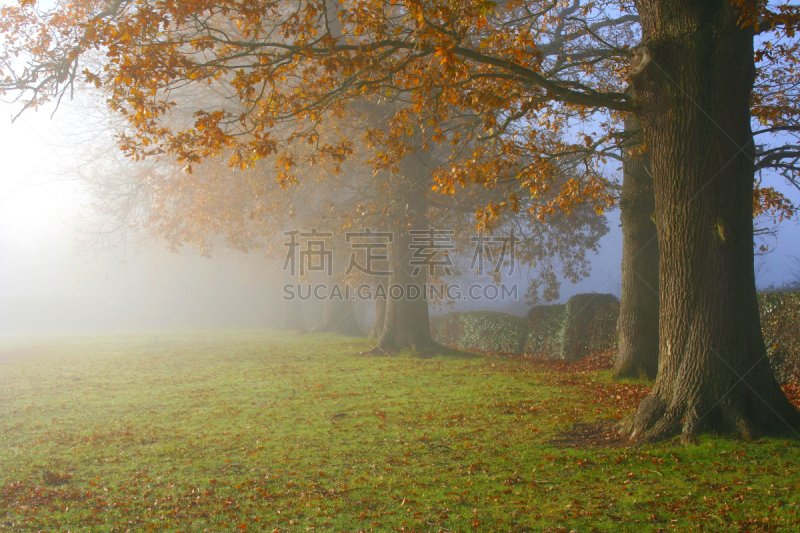 秋天,雾,橡树,瓦德赫斯特村,东苏塞克斯,水平画幅,无人,早晨,英格兰,户外