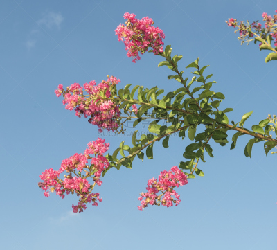crepe myrtle flowers