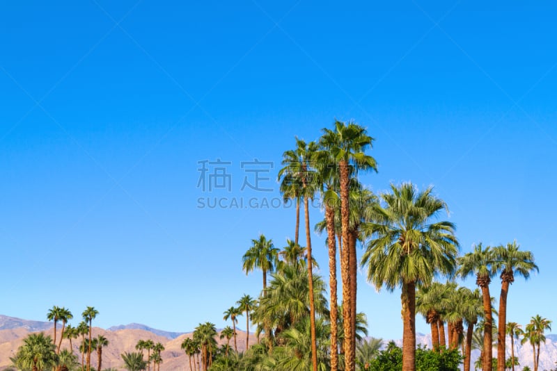 Palm trees in California’s Coachella Valley with mountains in the background and clear blue sky