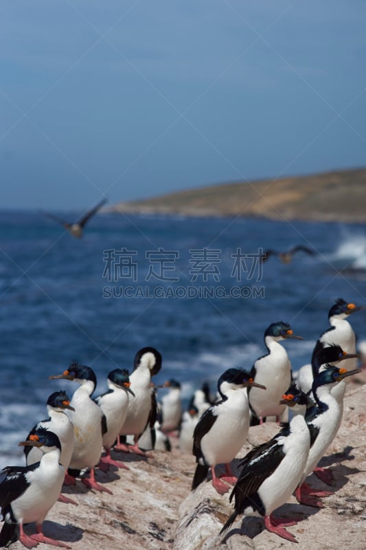 粗毛鸬鹚,鸬鹚,垂直画幅,水,鸟类,动物身体部位,野外动物,户外,白色,自然