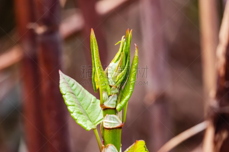 春天,蓼科杂草,日本,法国,环境,自然美,生物,蓼科,户外活动,植物