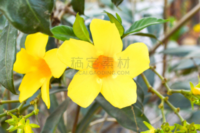黄色,软枝黄蝉,紫薇属的植物,水平画幅,无人,户外,自然美,植物,2015年,花坛