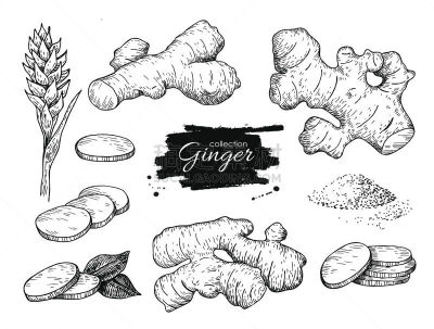 生姜,矢量,根部,切片食物,动物手,素食,绘画插图,配方,古老的,古典式