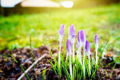 番红花属,早晨,彩色图片,清新,湿,花蕾,植物,季节,自然美,春天