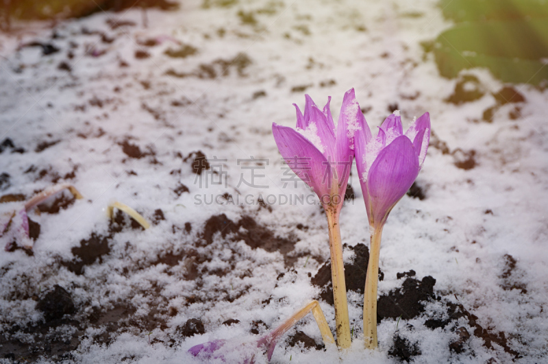 雪,选择对焦,水平画幅,郁金香,无人,干花,柳叶,夏天,特写,明亮