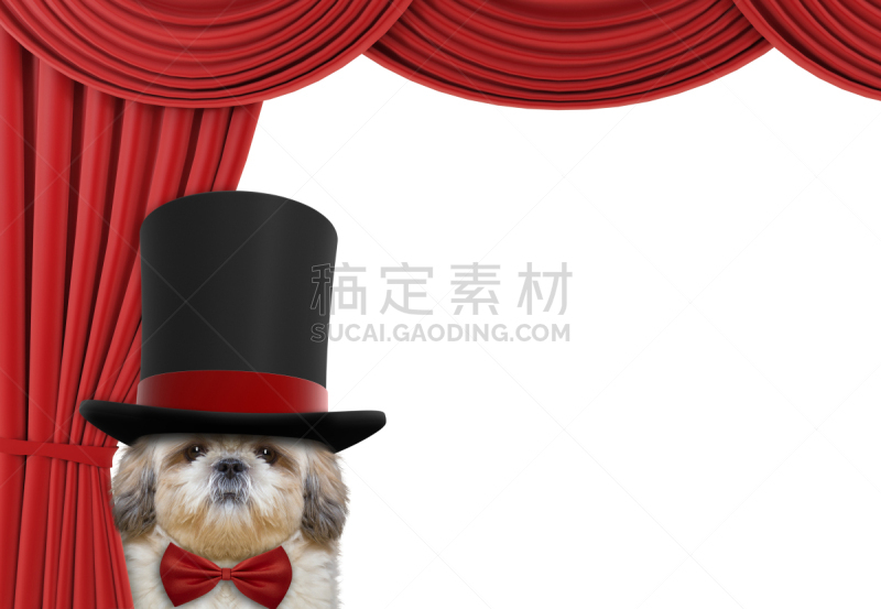 狗,可爱的,在之后,窗帘,美,水平画幅,家庭生活,特写,疲劳的,哺乳纲