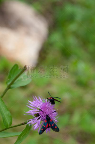 蛾,六星灯蛾,野生动物,环境,鳞翅类,草,动物,植物,墨西哥湾沿岸国家,背景