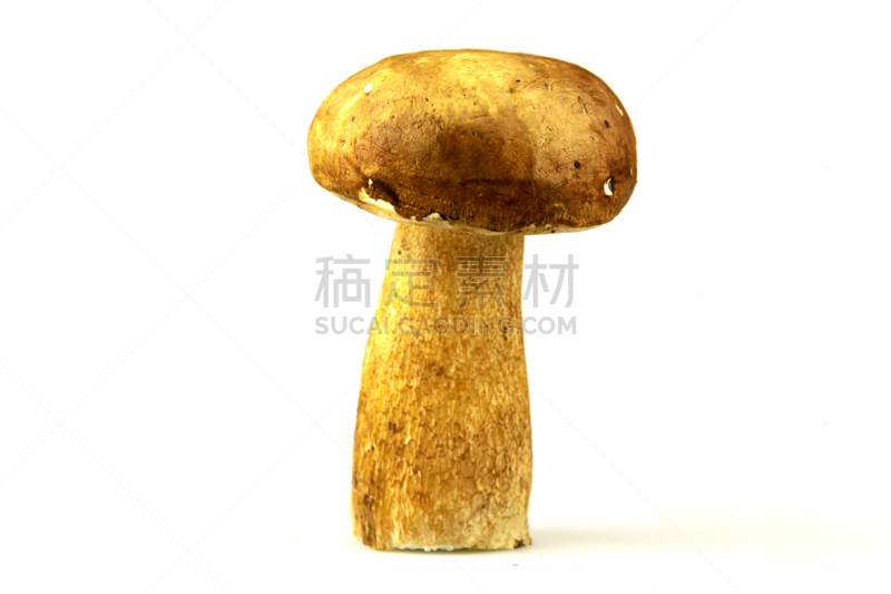 Porcini Mushroom,蘑菇,美味牛肝菌,褐色,水平画幅,无人,生食,夏天,组物体,特写