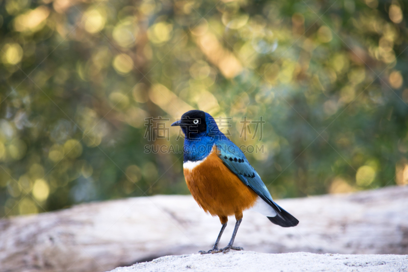 superb starling,自然,美,水平画幅,无人,鸟类,特写,北美歌雀,自然美,摄影