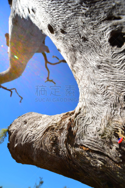 洞,风化的,死的,镜头眩光,树干,橡树,垂直画幅,天空,美国,木纹