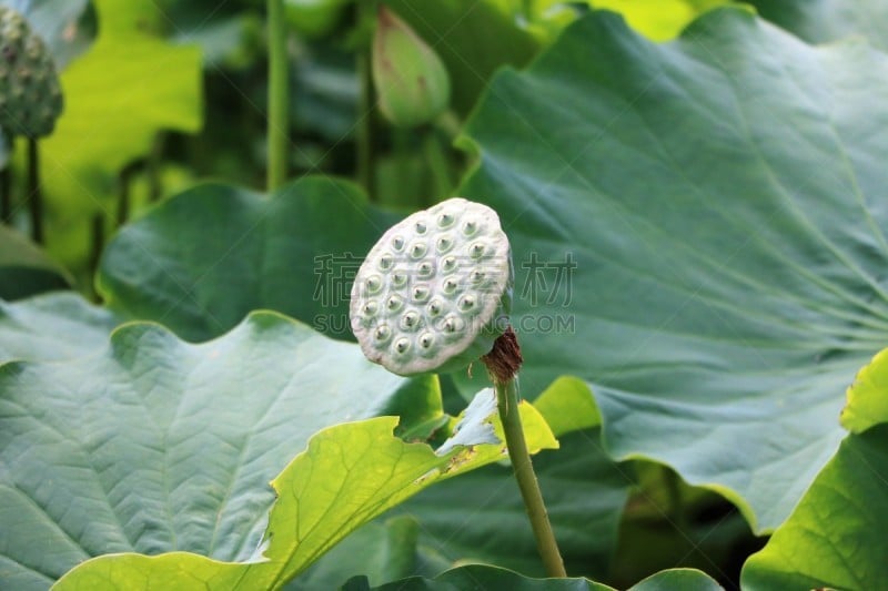 Seed cup of nelumbo nucifera, Australia