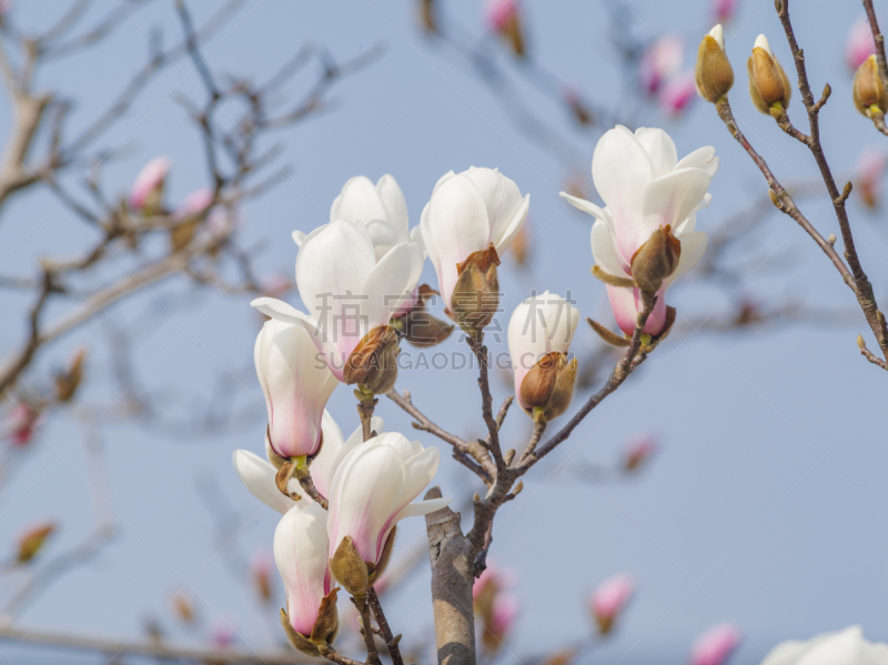 玉兰类,天空,白色,蓝色,春天,背景,郁金香树,上海,组图,花