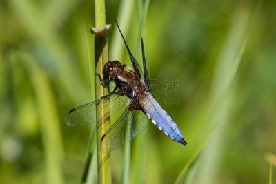 蜻蜓,蓝色,诺曼底,blue darter dragonfly,水,天空,褐色,水平画幅,无人