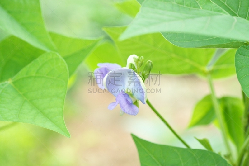 四角豆,公主和比恩,植物,水平画幅,无人,紫色,日本,夏天,神奈川县,谷类