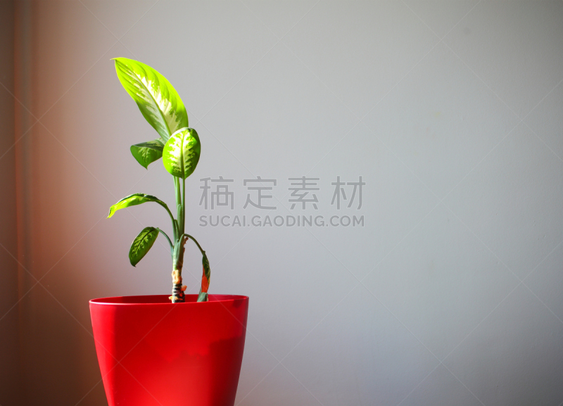 水平画幅,绿色,生物,无人,希腊,红色,窗幔,植物,热带海芋属植物,花盆