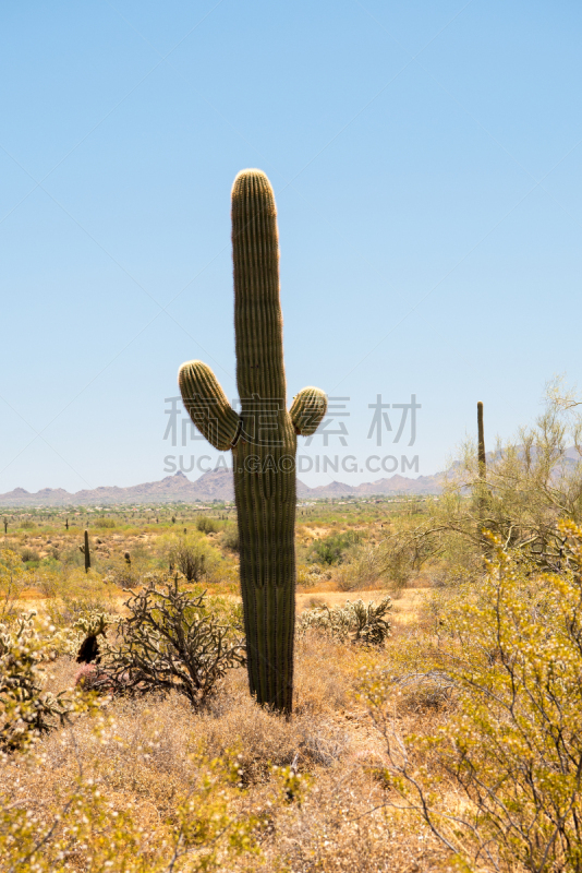 萨挂诺仙人掌,巨大的,自然,垂直画幅,美国,地形,索诺兰沙漠,脊柱,全景,户外