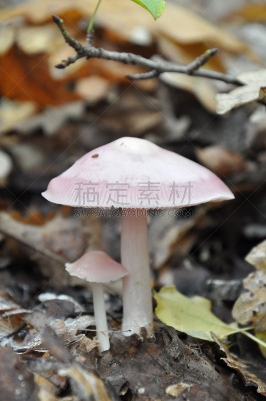 食用菌,有边的,苍术,鹅膏菌,垂直画幅,褐色,银色,无人,苔藓,夏天