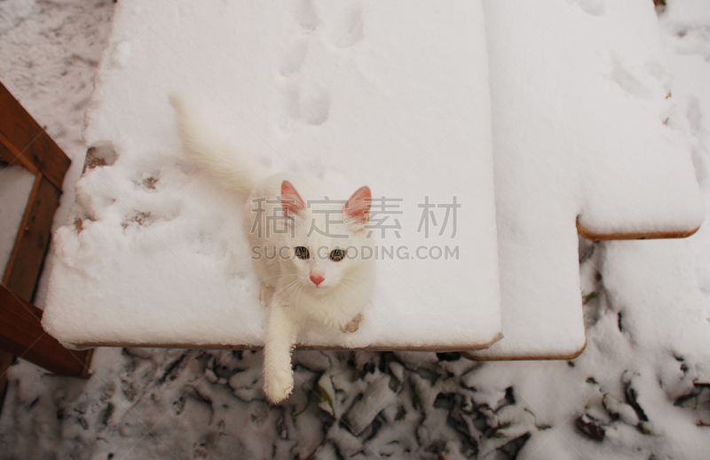 白色,雪,桌子,小猫,可爱的,宠物,脚印,动物留下的痕迹,痕迹,冬天