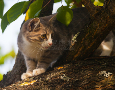 斑纹猫,自然美,灰色,褐色,水平画幅,蓝色,猫科动物,头发特征,腮须,宠物