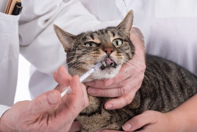 兽医,猫,门诊部,注射器,吸液管,斑纹猫,水平画幅,家畜,动物相关的职业