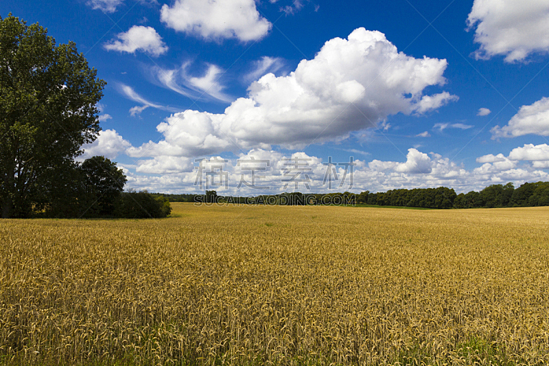 天空,田地,蓝色,云,小麦,熟的,梅克伦堡前波莫瑞州,水平画幅,无人,夏天