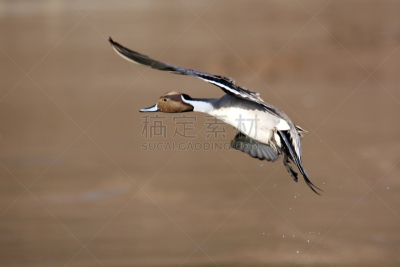 针尾鸭,水平画幅,无人,鸟类,动物身体部位,翅膀,加拿大,喙,尾巴,翎毛