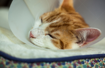 手术后的房颤,临时的,姜黄色的猫,不舒服,宠物服装,衣领,兽医,禁止的,水平画幅,无人