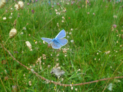 蝴蝶,蓝色,雄性动物,克里顿眼灰蝶,chalk-hill blue butterfly,诺福克,张开翅膀,生态多样性,野花,美